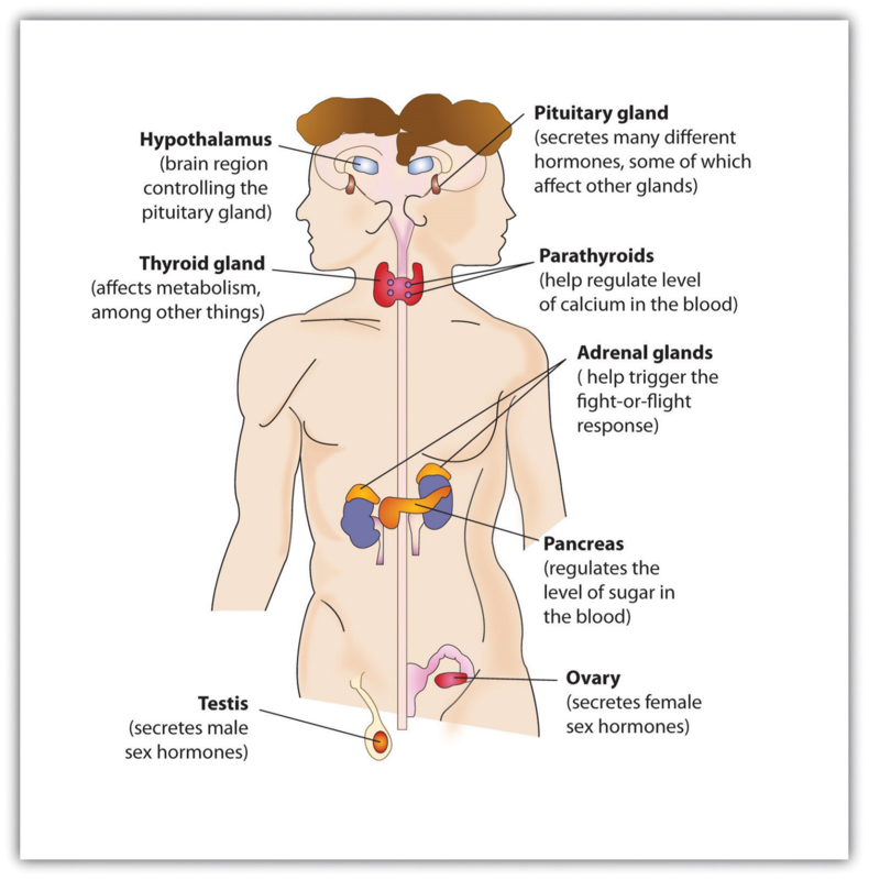 what gland controls the endocrine system