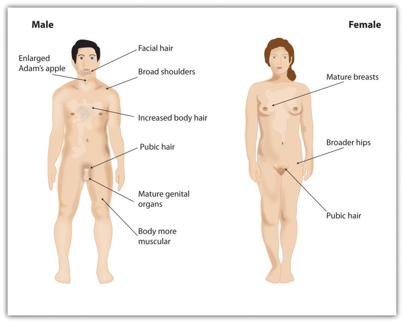 Puberty brings dramatic changes in the body, including the development of primary and secondary sex characteristics.^[[Image](www.opentextbooks.org.hk/ditatopic/26941) by the [Open University of Hong Kong](http://www.ouhk.edu.hk/) is licensed under [CC BY-SA 4.0](http://creativecommons.org/licenses/by-sa/4.0/)]