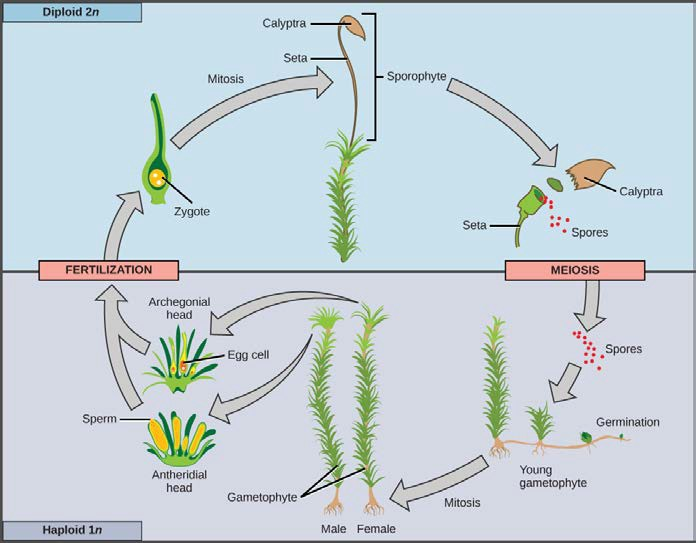 vascular seedless plants life cycle