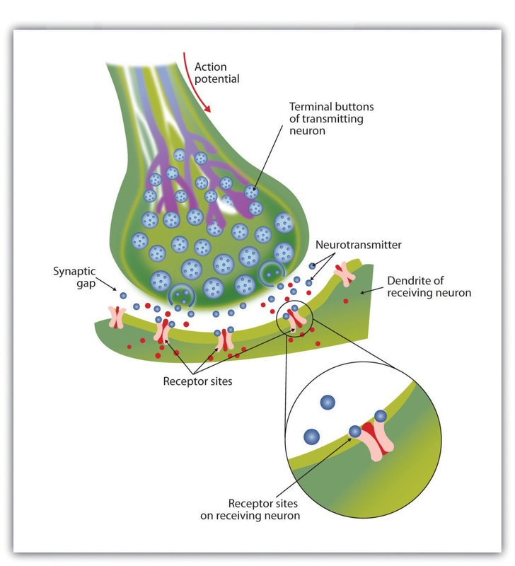 Neurotransmitters: The Body’s Chemical Messengers | Open Textbooks for ...